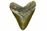 Serrated, Fossil Megalodon Tooth - North Carolina #378023-1